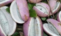 恩施网红吃瓜,揭秘背后真相与网络舆论风暴