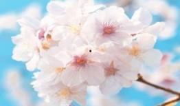 学园的狩猎者在线观看,揭秘神秘学园的生存挑战